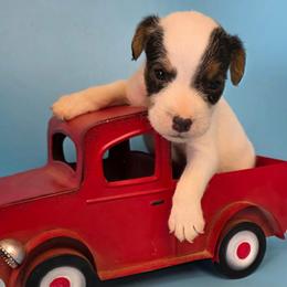 Dozer - Tri-color male Jack Russell Terrier puppy in Menifee, California from Wendover Terriers