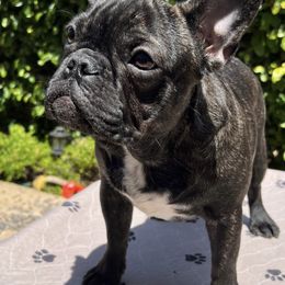 Girl 2 - French Bulldog puppy in San Jose, California from Jesikah408