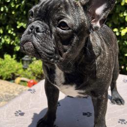 Girl 2 - French Bulldog puppy in San Jose, California from Jesikah408