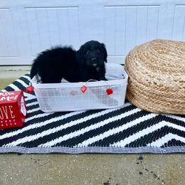 Goldendoodle Puppies from Sweetgrass Goldendoodles of Moncks Corner