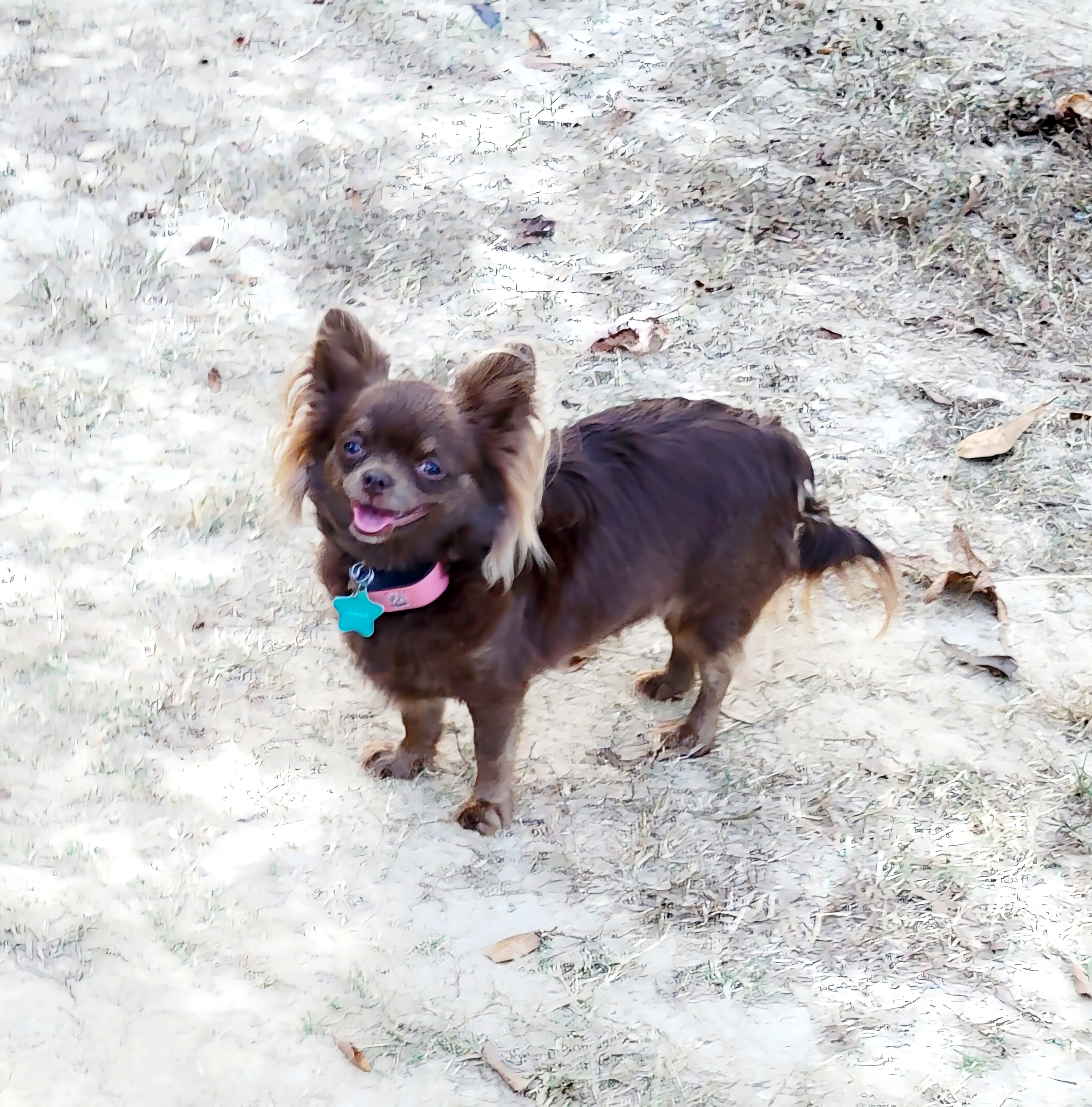 Cocoa - Chihuahua