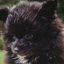 Pomeranians and Siberian Huskies from Meagan's Siberian Huskies & Pomeranians