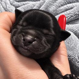 Wednesday AKC - Black and tan female Yorkshire Terrier puppy in Hope, Indiana from DJ Yorkies