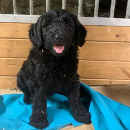 Aussiedoodle Puppies from Seattle Aussiedoodles