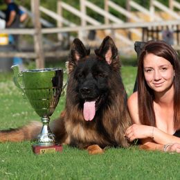 Lion - German Shepherd