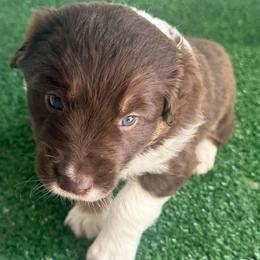 Chip - Red tri-color male Australian Shepherd puppy in Spencer, Tennessee from White Oak Aussies
