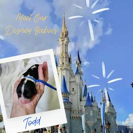 Todd - Tri-color male Cavalier King Charles Spaniel puppy in Salisbury, North Carolina from Nanny Bugs Pups