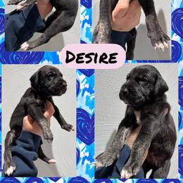 Desire - Black female Great Dane puppy in Wellsville, New York from Prophecy Danes