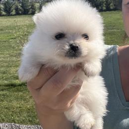 Boy 1 - Cream male Pomeranian puppy in Meridian, Idaho from Precious poms
