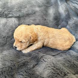 Lulu - Apricot female Cavapoo puppy in Spanish Fork, Utah from Hamann's Cavapoo Puppies