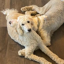 Sheepadoodles from Medina Sheepadoodles