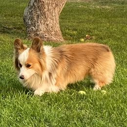 Harrison - Pembroke Welsh Corgi