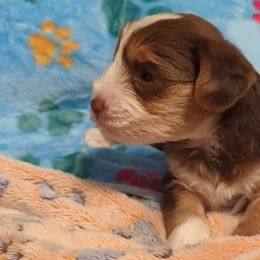 Bella - Chocolate, tan and white Yorkshire Terrier puppy in Garland, Texas from Arcadian Farms