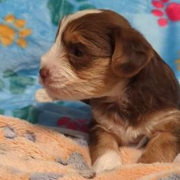 Bella - Chocolate, tan and white Yorkshire Terrier puppy in Garland, Texas from Arcadian Farms