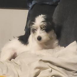 Buttons - Poodle