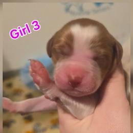 Girl 2 - Red and white female Irish Red and White Setter puppy in Glenwood City, Wisconsin from NyaStar & Chequamegon