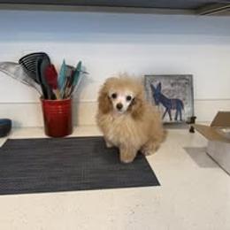 Butters - Apricot female Poodle puppy in Prescott Valley, Arizona from Caloosa Toy Poodles