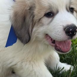 Mr Blue - White and badger male Great Pyrenees puppy in Idaho from Portneuf Range Pyrenees