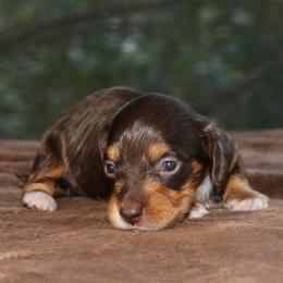 Puppy E Purebred DNA Tested Parents Family Raised - Chocolate and tan female Dachshund puppy in Haines City, Florida from Divine Poodle Paradise Standard Poodles & Divine Dachshunds