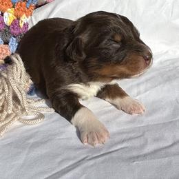 Rosalee(has tail) - Red tri-color female Australian Shepherd puppy in Butler, Georgia from Aussies at Howling Hill Farm