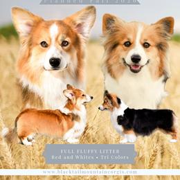 Pembroke Welsh Corgi puppies from Blacktail Mountain Corgis
