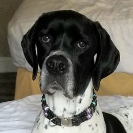 Roger - Pointer