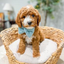 Popeye - Red  male Goldendoodle puppy in Sulphur, Louisiana from Curly Q’s Of Carlyss