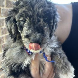 Aussiedoodle Puppies from Sheila Harwell