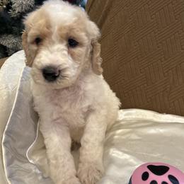 Princess - Parti female Poodle puppy in Mobile, Alabama from Semmy’s Standard Poodle LLC