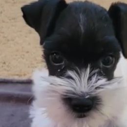 Miniature Schnauzers from Appaloosa Farm