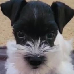Miniature Schnauzers from Appaloosa Farm
