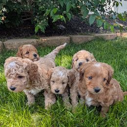 Goldendoodle puppies from BestieDoodles