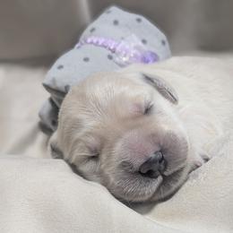 Golden Retriever Puppies from Mountain Sky Goldens   https://youtu.be/30SVQesEtig?si=CMjASv_Tza1VKSNt