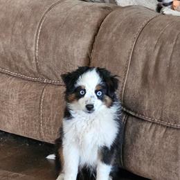 Boy 2 - Black tri male Toy Australian Shepherd puppy in Addy, Washington from Mountain Mama Mastiffs and Tailspin Toy Aussies