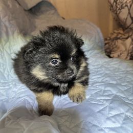 Snickers - Black and tan parti male Pomeranian puppy in Bells, Texas from Lollipoppoms
