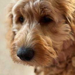 Cavalier King Charles Spaniel, Cavapoo, Goldendoodle, and Poodle All Grown Up from Harvest Creek