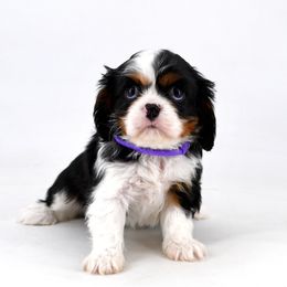 Tri Girl 3 - Tri-color female Cavalier King Charles Spaniel puppy in Rochert, Minnesota from Arctic Acres Cavaliers