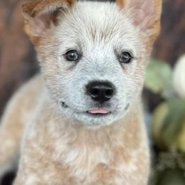 Australian Cattle Dogs and Working Dog Crosses from Alsup Farms and Cattle Dogs