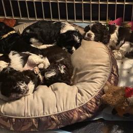 Cocker Spaniel puppies from Kaleidoscopic Creations