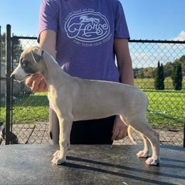 Girl 1 - Fawn female Whippet puppy in Chatfield, Minnesota from Devlynn Whippets