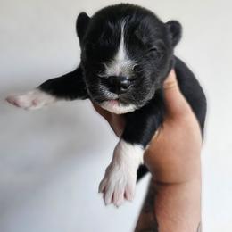 Inosuke - Black and white male Siberian Husky puppy in Buckeye, Arizona from Anime Huskies