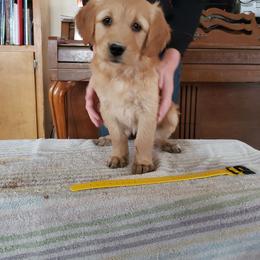 Yellow - Golden female Golden Retriever puppy in Merino, Colorado from High Plains Goldens