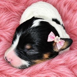 LaLa - Tri-color female Cavapoo puppy in Lebanon, Kentucky from Mosaic Merle Doodles