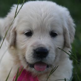 Golden Retriever Puppies from ArkGold