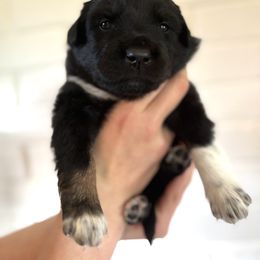 Miniature Australian Shepherd Puppies from Plett Pups