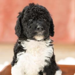 Carson - Parti male Poodle puppy in Grimsley, Tennessee from Above Standard Poodles
