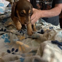 Dachshund Puppies from RJB Family Pups