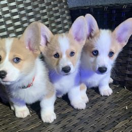 Pembroke Welsh Corgi Puppies from Rain City Corgis