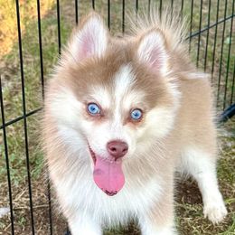 Copper - Lavender male Pomsky puppy in Rhome, Texas from TyeDye Kennels