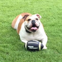 Bulldogs from Bulldog Landing